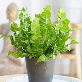    Răsad Asplenium Nidus Crispy Wave într-un recipient de 0,5-1 litri