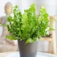  Răsad Asplenium Nidus Crispy Wave într-un recipient de 0,5-1 litri