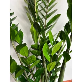    Zamioculcas Zamikulkas planta mare 60 cm! O plantă pentru toată lumea