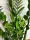 Zamioculcas Zamikulkas planta mare 60 cm! O plantă pentru toată lumea