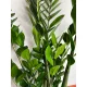  Zamioculcas Zamikulkas planta mare 60 cm! O plantă pentru toată lumea
