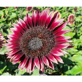    ORNAMENTAL FLoare-Soarelui CHERRY QUEEN – RED (HELIANTHUS ANNUUS) 100 G