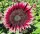  ORNAMENTAL FLoare-Soarelui CHERRY QUEEN – RED (HELIANTHUS ANNUUS) 100 G
