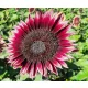  ORNAMENTAL FLoare-Soarelui CHERRY QUEEN – RED (HELIANTHUS ANNUUS) 100 G