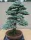  BRAD ARGINTIU SOLID K ABIES CONCOLOR GLAU
