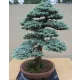  BRAD ARGINTIU SOLID K ABIES CONCOLOR GLAU