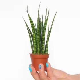    Răsad Sansevieria Fernwood Mikado într-un recipient de 0,5 litri
