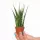  Răsad Sansevieria Fernwood Mikado într-un recipient de 0,5 litri