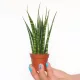  Răsad Sansevieria Fernwood Mikado într-un recipient de 0,5 litri
