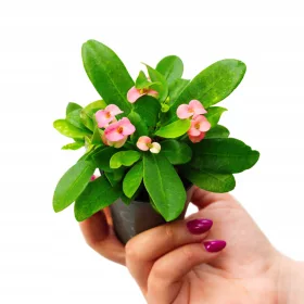  Răsad de Euphorbia milii roz într-un recipient de 0,5 l