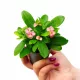  Răsad de Euphorbia milii roz într-un recipient de 0,5 l