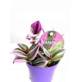  Tradescantia Nanouk triplet violet