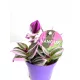  Tradescantia Nanouk triplet violet
