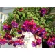  SEMINTE FUCHSIA planta de balcon pentru containere