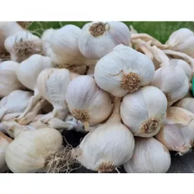    Usturoi de primăvară 500g AROM PUTERNICĂ POLICE PENTRU PLANTARE / MÂNCAT