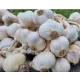  Usturoi de primăvară 500g AROM PUTERNICĂ POLICE PENTRU PLANTARE / MÂNCAT