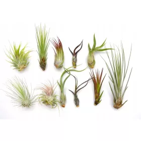    Tillandsia SET x 11 buc. aeroplante, frumoase PENTRU A ÎNCEPE