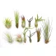  Tillandsia SET x 11 buc. aeroplante, frumoase PENTRU A ÎNCEPE