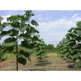  ARBORUL DE OXIGEN P9 NR 1684