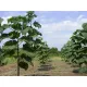  ARBORUL DE OXIGEN P9 NR 1684