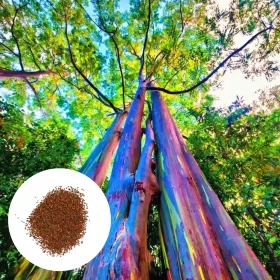   Semințe de eucalipt curcubeu Eucalyptus Deglupta cu creștere rapidă 10 semințe