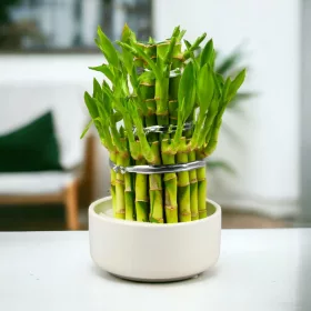    Compoziție Lucky Bamboo într-o oală ceramică. ZECI DE PEDS