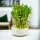  Compoziție Lucky Bamboo într-o oală ceramică. ZECI DE PEDS