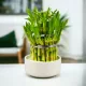  Compoziție Lucky Bamboo într-o oală ceramică. ZECI DE PEDS