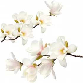    Autocolante de perete mobila flori albe tufa Autocolant magnolie alba