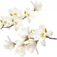  Autocolante de perete mobila flori albe tufa Autocolant magnolie alba