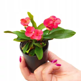    Răsad roșu Euphorbia milii într-un recipient de 0,5 litri