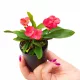  Răsad roșu Euphorbia milii într-un recipient de 0,5 litri