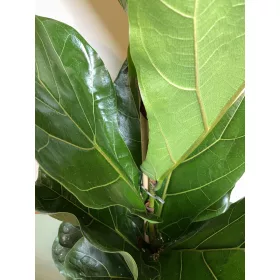  Ficus Lyrata | Oakleaf Ficus Bambino