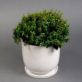  Răsad Microphylla într-un recipient de 0,5-1 litru