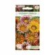  Semințe de culoare mixtă strălucitoare de Gazania