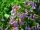  Lungwort seminte pulmonare pete - pachet XL