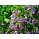  Lungwort seminte pulmonare pete - pachet XL