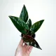 SYNGONIUM Erythrophyllum Red Arrow Zroślicha