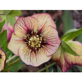  HELLEBORUS PRIMAVARA PROMIS ANJA OUDOLF