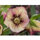  HELLEBORUS PRIMAVARA PROMIS ANJA OUDOLF
