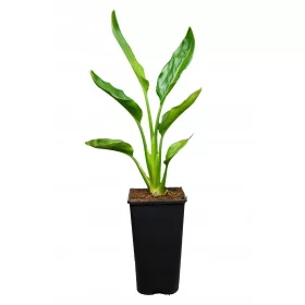    Strelitzia Reginae Pasărea Paradisului Strelitzia plantă 50-70cm
