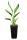  Strelitzia Reginae Pasărea Paradisului Strelitzia plantă 50-70cm