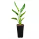  Strelitzia Reginae Pasărea Paradisului Strelitzia plantă 50-70cm