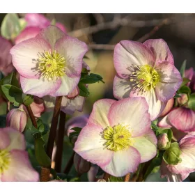  HELLEBORUS HGC ICE N' ROSES ROSETTA