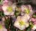  HELLEBORUS HGC ICE N' ROSES ROSETTA