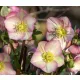  HELLEBORUS HGC ICE N' ROSES ROSETTA
