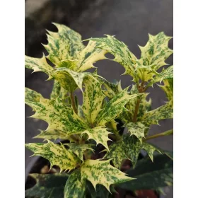    Osmanthus heterophyllus 'Goshiki' | Osmanthus spinos C1.5