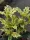  Osmanthus heterophyllus 'Goshiki' | Osmanthus spinos C1.5