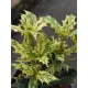  Osmanthus heterophyllus 'Goshiki' | Osmanthus spinos C1.5