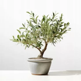    MĂSLIN MĂSLIN EUROPEAN Olea Europeană densă D12cm SĂMĂNT ITALIAN